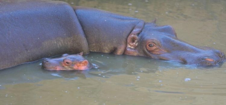 Nace hipopótamo en zoológico de Nuevo Laredo