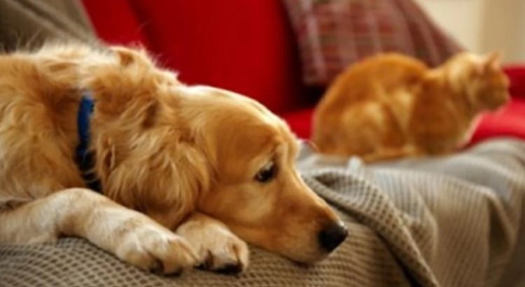 Condenan a divorciado a pagar pensión para sus perros y gato