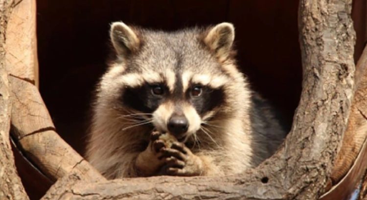 Dejó un mapache sin luz a más de 7 mil personas