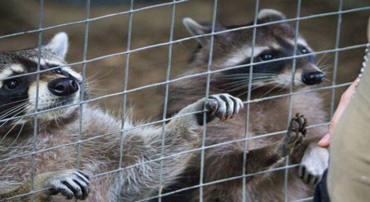 Mapaches caen sobre consultorio en Tamaulipas