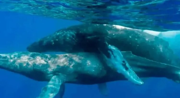 Captan por primera vez a ballenas apareándose … nomás que los 2 eran machos