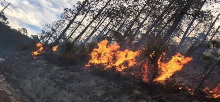 40 hectáreas se incendiaron en Miquihuana, Tamaulipas
