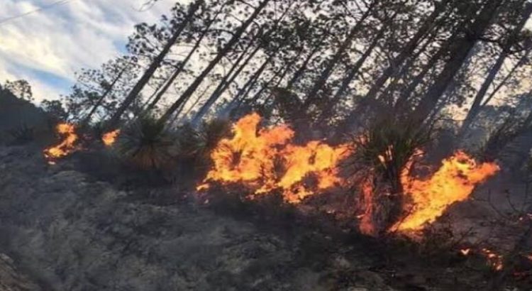 40 hectáreas se incendiaron en Miquihuana, Tamaulipas