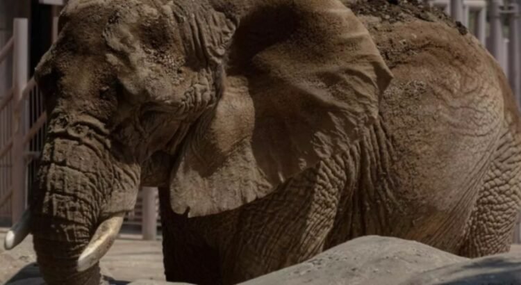 Un elefante en la sala…