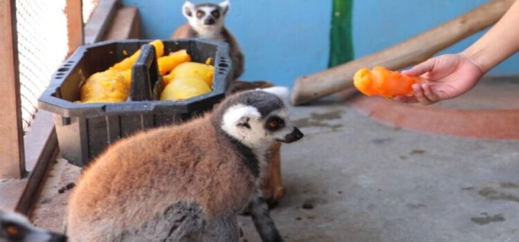 Se modifica la dieta y recintos para especies en el Zoológico de Nuevo Laredo