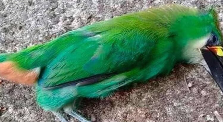 Las aves caen muertas a causa del calor en la Huasteca Potosina y en Tamaulipas