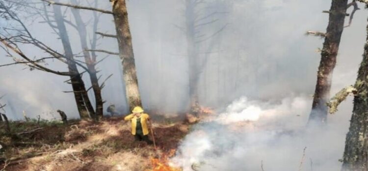 Por fin logran sofocar el incendio forestal en la sierra de Tamaulipas