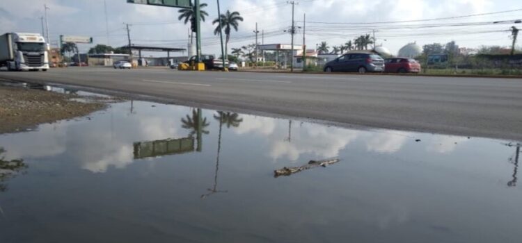 Encuentran otro cocodrilo en las calles de Tamaulipas