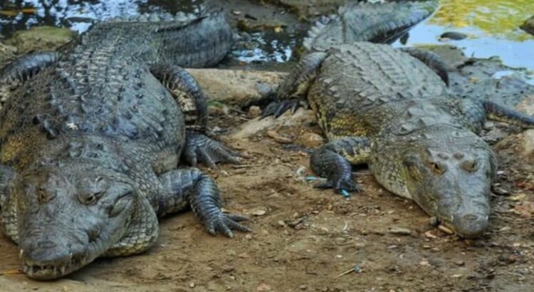 Cocodrilos sueltos en el sur de Tamaulipas