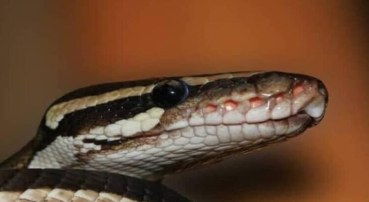 Descubren en Michoacán serpiente única en el mundo; está en riesgo crítico Descubren en Michoacán serpiente única en el mundo; está en riesgo crítico