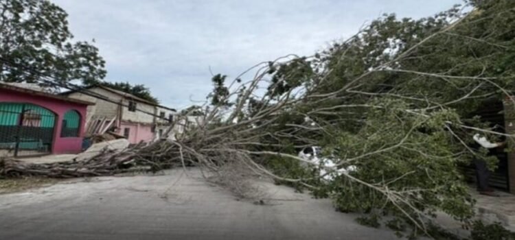 Árboles y pedazos de edificios caídos se registra en Tampico tras entrada de frente frío
