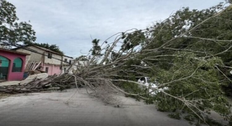 Árboles y pedazos de edificios caídos se registra en Tampico tras entrada de frente frío