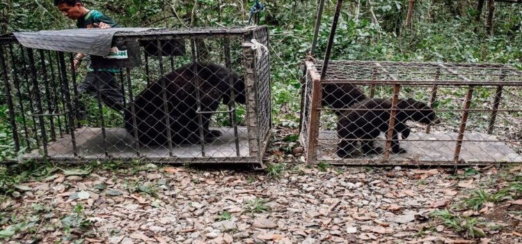 Es regresado a su hábitat natural una familia de oso negro americano en Tamaulipas