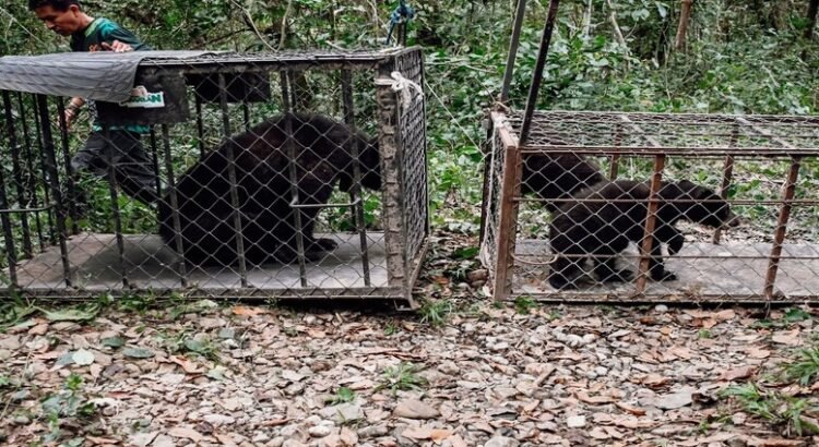 Es regresado a su hábitat natural una familia de oso negro americano en Tamaulipas