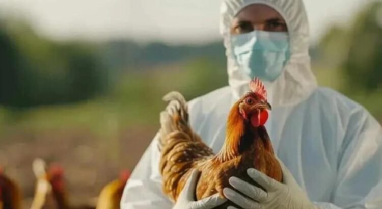 Confirman primer caso de influenza aviar H5N1 en México