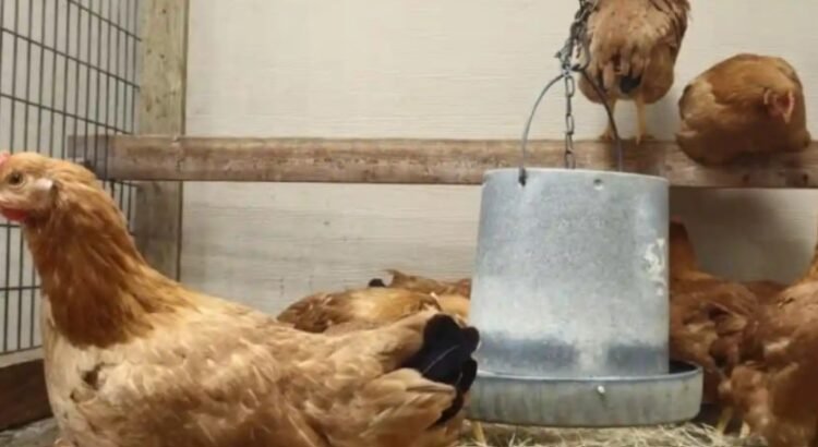 El nuevo negocio en Estados Unidos: rentar gallinas