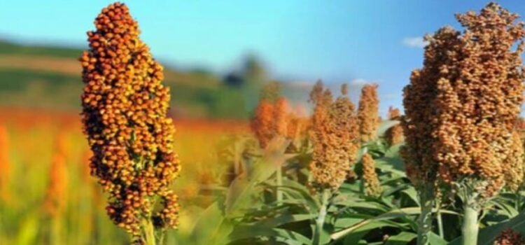 El sorgo de Tamaulipas será usado para biocombustibles aeronáuticos