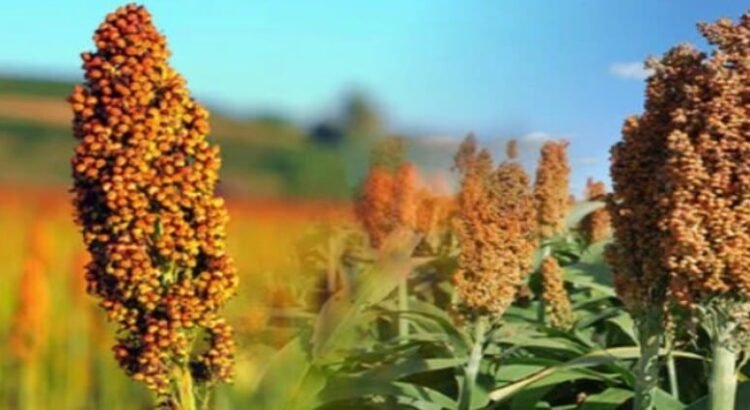 El sorgo de Tamaulipas será usado para biocombustibles aeronáuticos