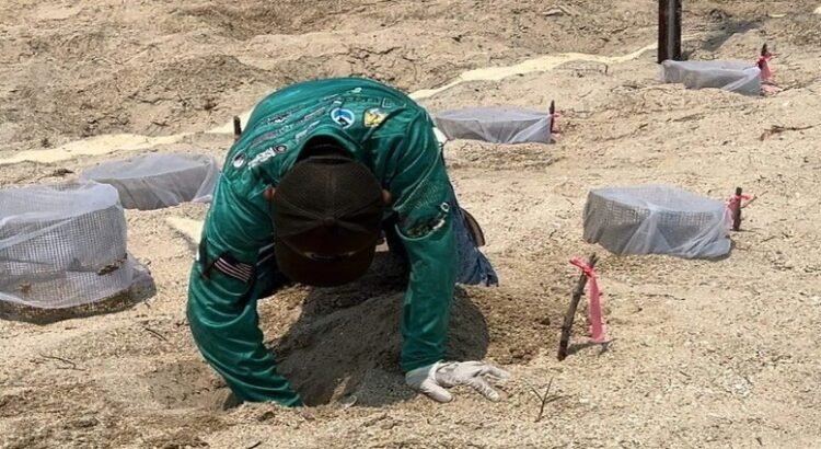 En el estado de Tamaulipas dan resguardo de huevos de tortuga lora en un 20%