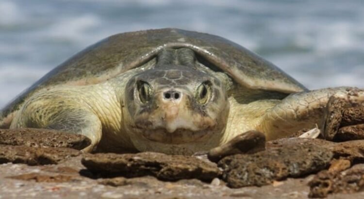 Se liberan más de 45 mil crías de tortuga lora en las costas del estado de Tamaulipas