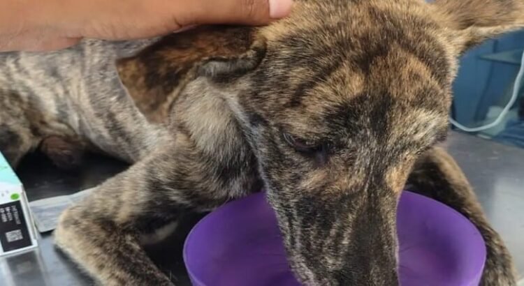 Es rescatada ‘Angelita’, la perrita que fue arrastrada por un triciclo en Tamaulipas
