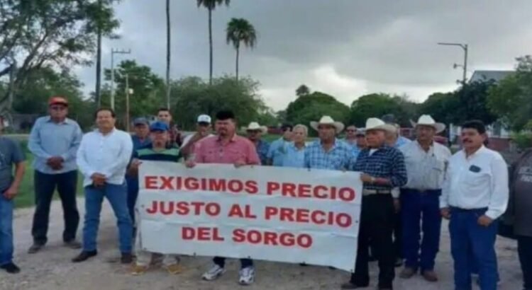 Los productores de sorgo piden pagos compensatorios al gobierno del estado de Tamaulipas