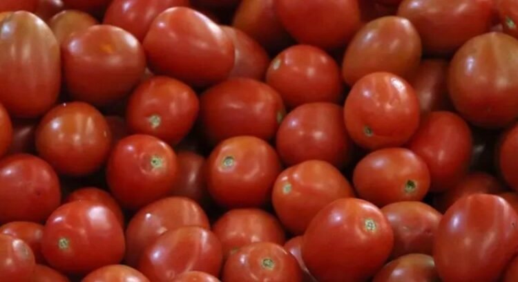 Establece México nuevos precios base para exportar tomate fresco