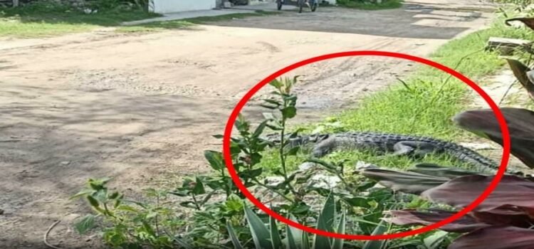 Los cocodrilos crecen sin control en el estado de Tamaulipas