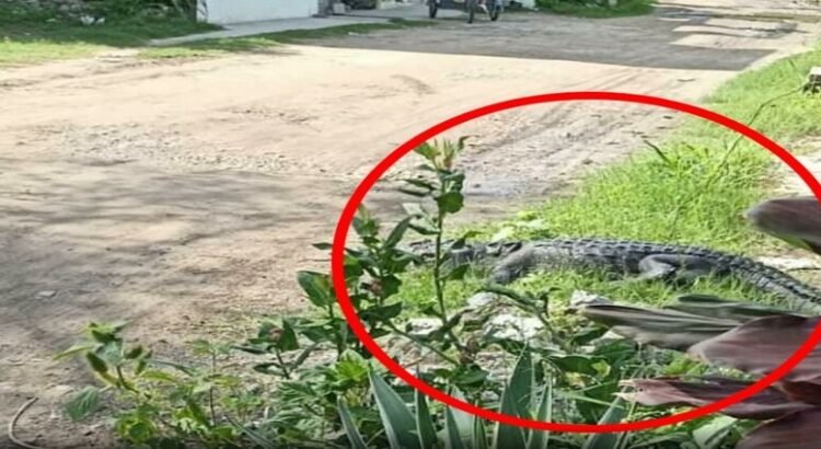 Los cocodrilos crecen sin control en el estado de Tamaulipas