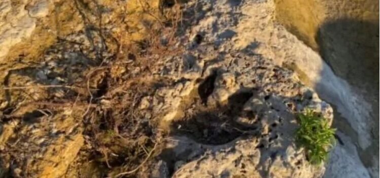 Tecnología 3D al rescate: huellas de dinosaurio de 110 millones de años emergen en Texas tras inundaciones