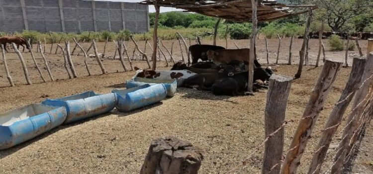 Los rancheros en el estado de Tamaulipas celebran las lluvias y recuperación de los abrevaderos