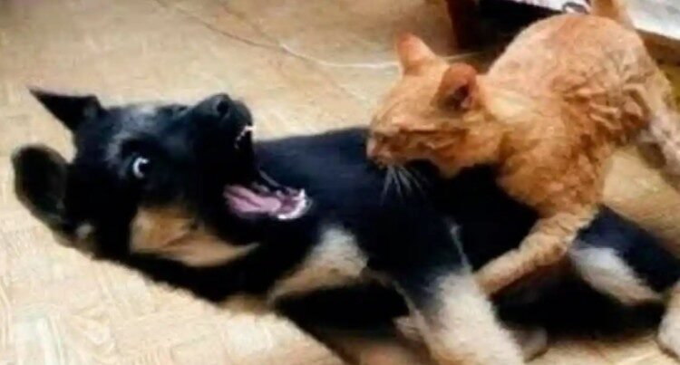 Recién casados quieren divorciarse… porque su perro y su gato no se llevan bien Recién casados quieren divorciarse… porque su perro y su gato no se llevan bien