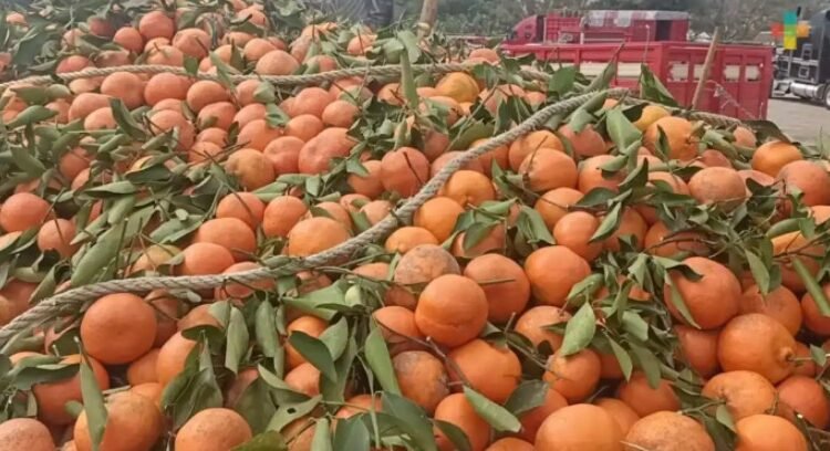 Reportan productores de Veracruz pérdida total de cosecha de naranja Reportan productores de Veracruz pérdida total de cosecha de naranja