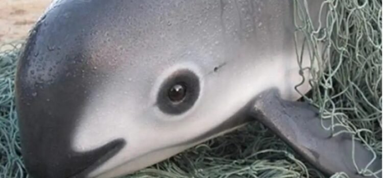 Solicitará Europa embargo comercial contra México