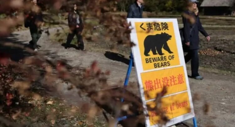 Empleado se defendió con judo de un ataque de oso Empleado se defendió con judo de un ataque de oso